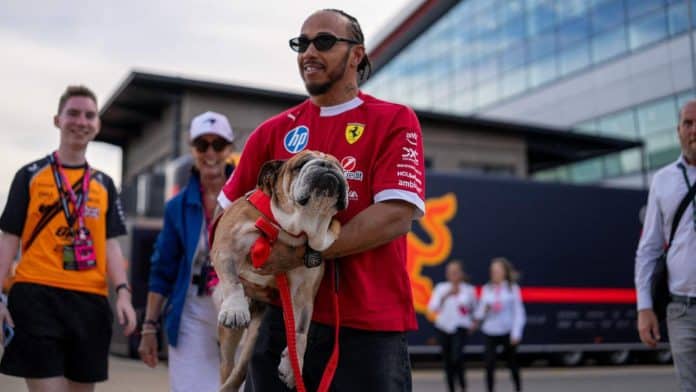 lewis-hamilton-roscoe-carry-planetf1 لويس هاميلتون في صورة مع كلبه روسكو